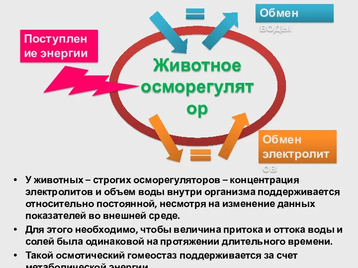 У животных – строгих осморегуляторов – концентрация электролитов и объем