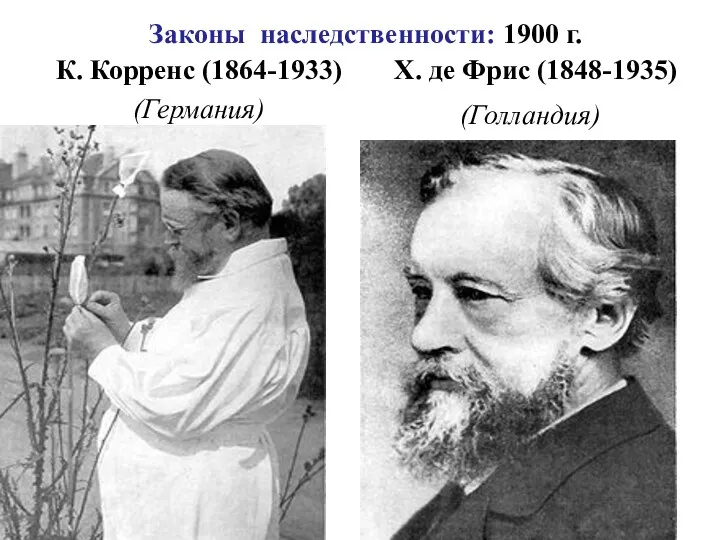 Законы наследственности: 1900 г. Х. де Фрис (1848-1935) \ К. Корренс (1864-1933) (Германия) (Голландия)