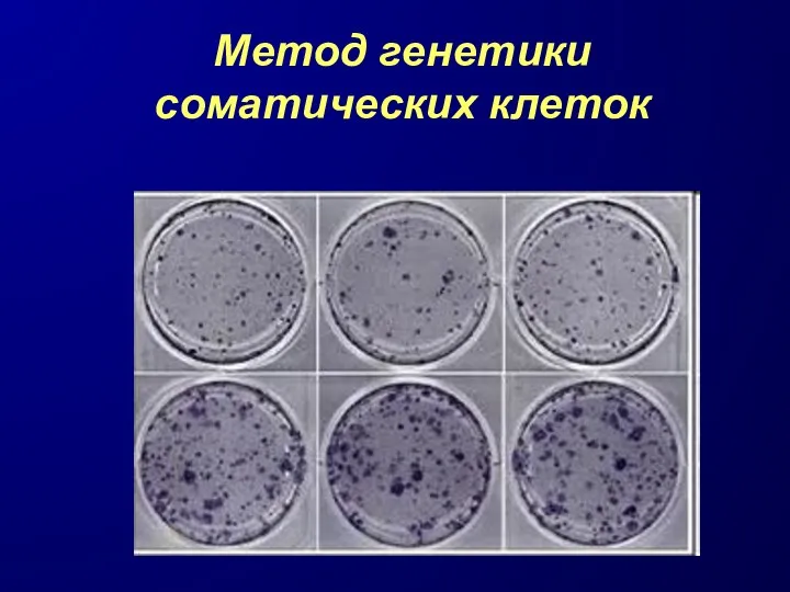 Метод генетики соматических клеток