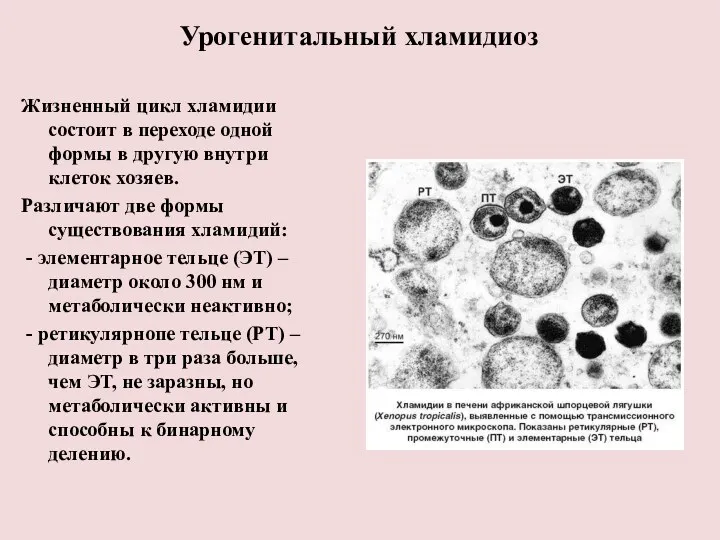 Урогенитальный хламидиоз Жизненный цикл хламидии состоит в переходе одной формы в другую внутри