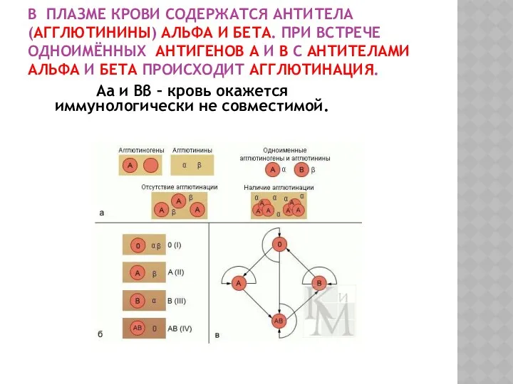 В ПЛАЗМЕ КРОВИ СОДЕРЖАТСЯ АНТИТЕЛА (АГГЛЮТИНИНЫ) АЛЬФА И БЕТА. ПРИ