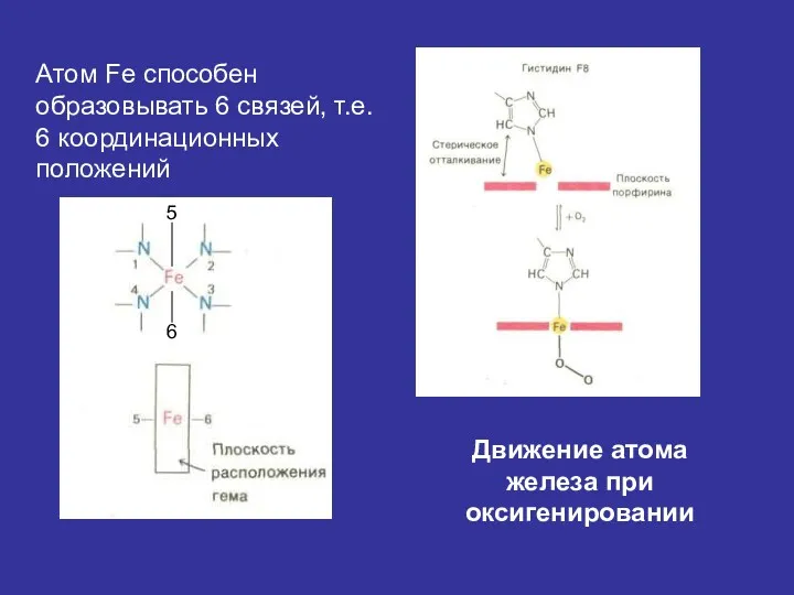 Атом Fe способен образовывать 6 связей, т.е. 6 координационных положений