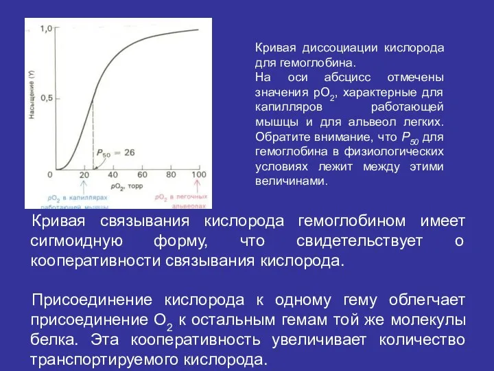 Кривая связывания кислорода гемоглобином имеет сигмоидную форму, что свидетельствует о