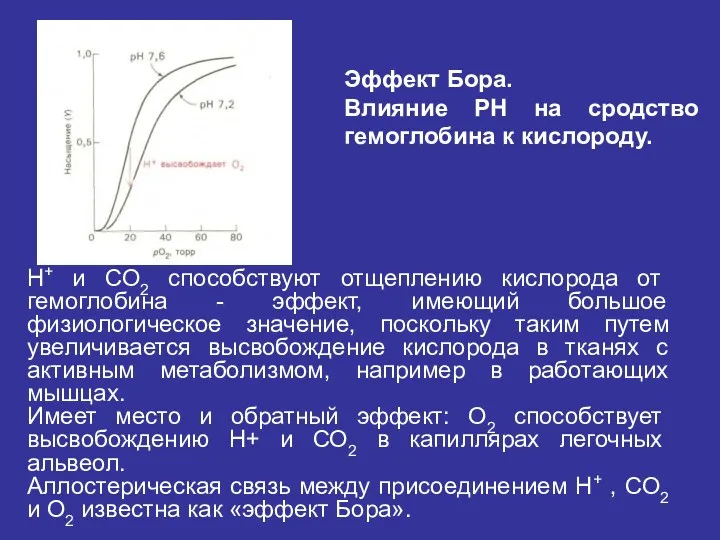 Н+ и СО2 способствуют отщеплению кислорода от гемоглобина - эффект,