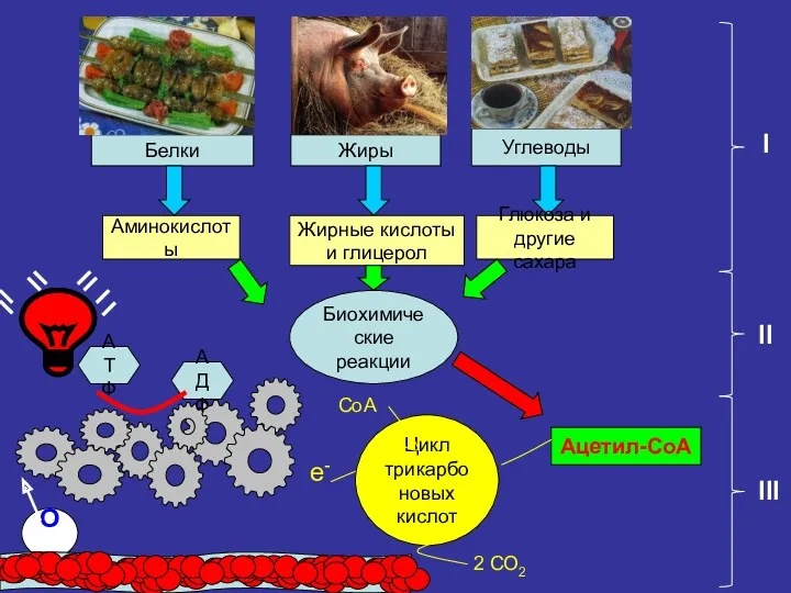 Белки Жиры Углеводы Биохимические реакции Аминокислоты Жирные кислоты и глицерол