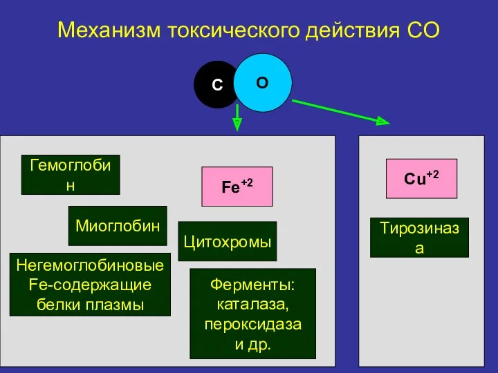 С О Fe+2 Гемоглобин Негемоглобиновые Fe-содержащие белки плазмы Миоглобин Цитохромы