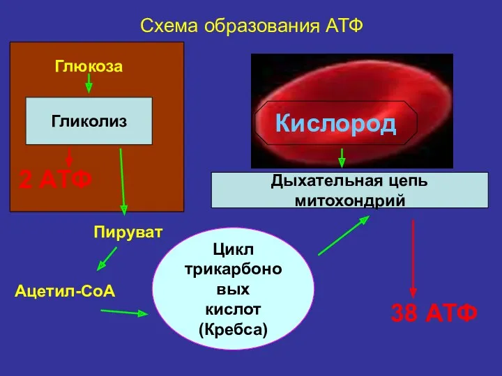 Гликолиз Цикл трикарбоновых кислот (Кребса) Дыхательная цепь митохондрий Кислород Глюкоза