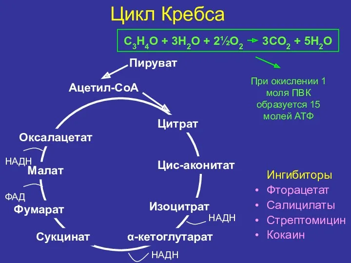 Цикл Кребса Ацетил-СоА Цитрат Цис-аконитат Изоцитрат α-кетоглутарат Сукцинат Фумарат Малат