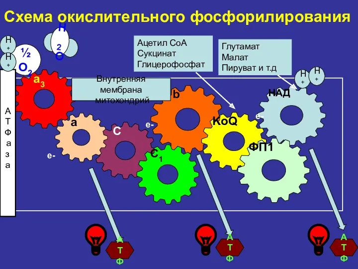 Схема окислительного фосфорилирования b НАД KoQ ФП1 C a a3