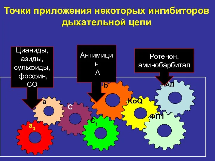 Точки приложения некоторых ингибиторов дыхательной цепи b НАД KoQ ФП1