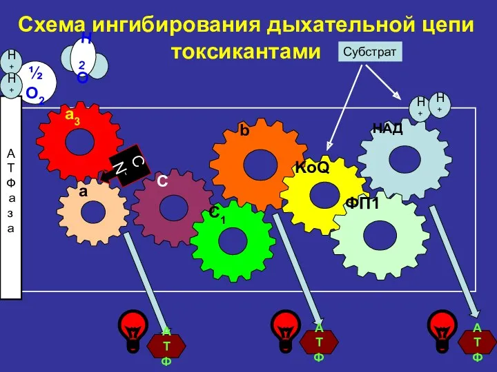 a3 Схема ингибирования дыхательной цепи токсикантами b НАД KoQ ФП1