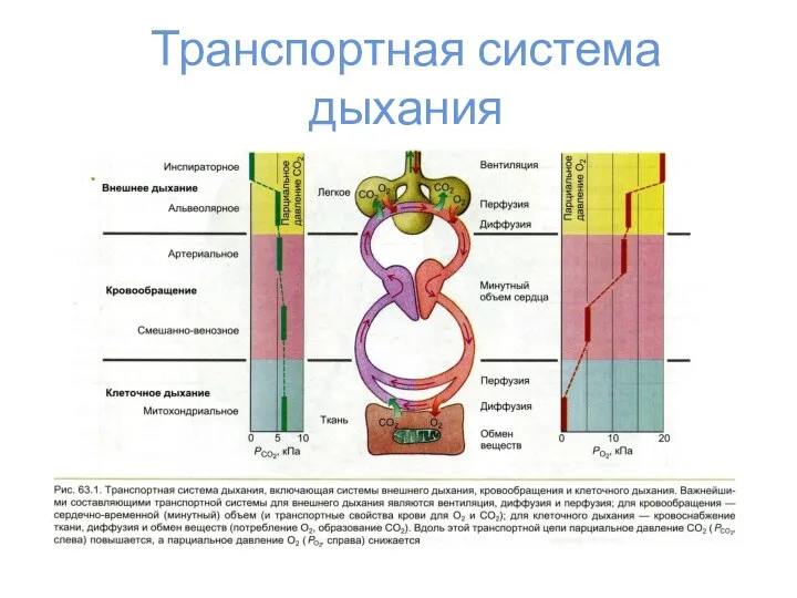 Транспортная система дыхания