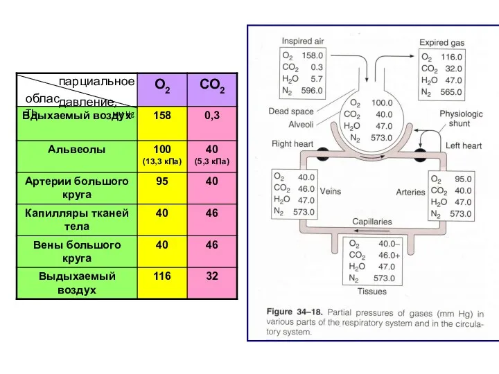 парциальное давление, мм Hg область