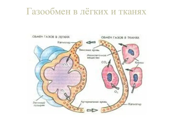 Газообмен в лёгких и тканях