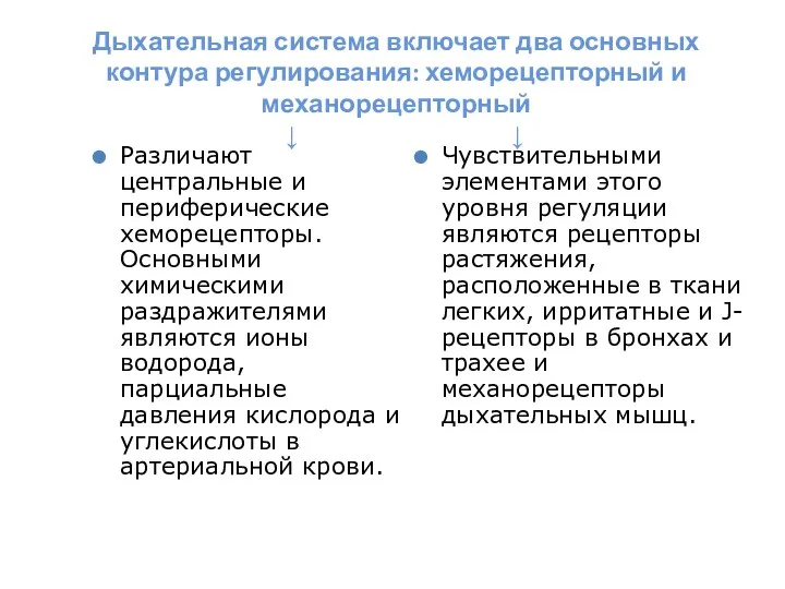 Дыхательная система включает два основных контура регулирования: хеморецепторный и механорецепторный