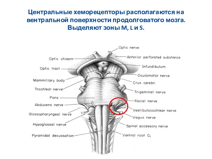 Центральные хеморецепторы располагаются на вентральной поверхности продолговатого мозга. Выделяют зоны M, L и S.