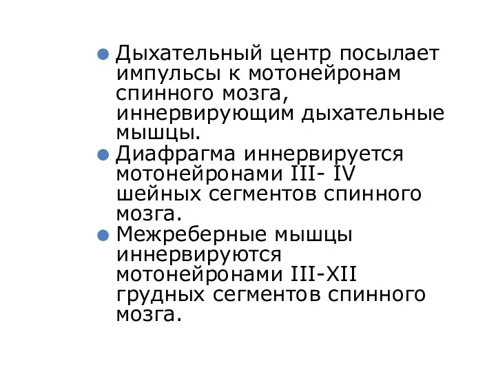 Дыхательный центр посылает импульсы к мотонейронам спинного мозга, иннервирующим дыхательные