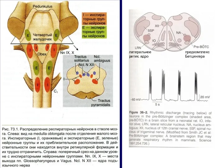латеральное ретик. ядро предкомплекс Бетцингера