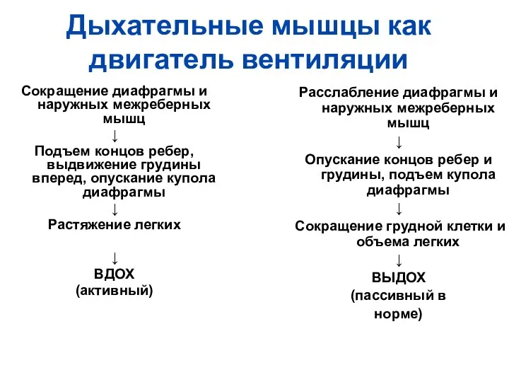 Дыхательные мышцы как двигатель вентиляции Сокращение диафрагмы и наружных межреберных