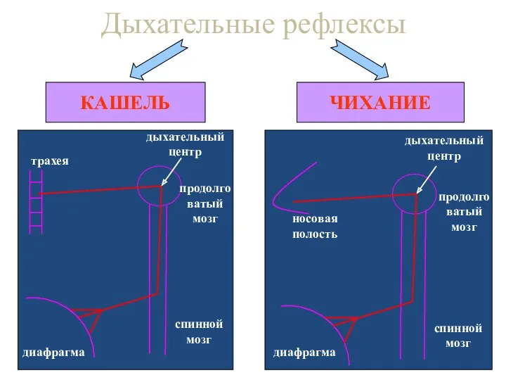 Дыхательные рефлексы КАШЕЛЬ ЧИХАНИЕ трахея диафрагма спинной мозг продолговатый мозг