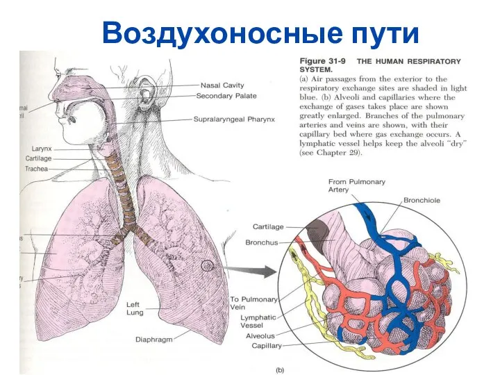 Воздухоносные пути