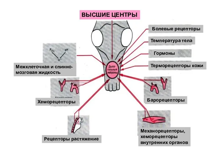 ВЫСШИЕ ЦЕНТРЫ Болевые рецепторы Температура тела Гормоны Терморецепторы кожи Барорецепторы