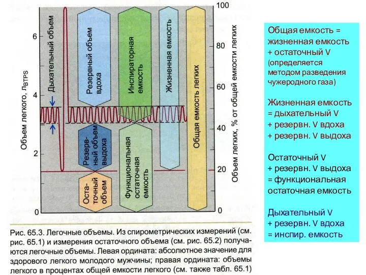 Общая емкость = жизненная емкость + остаточный V (определяется методом