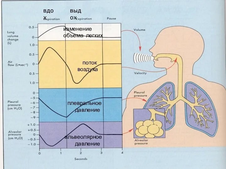 изменение объема легких поток воздуха плевральное давление альвеолярное давление вдох выдох