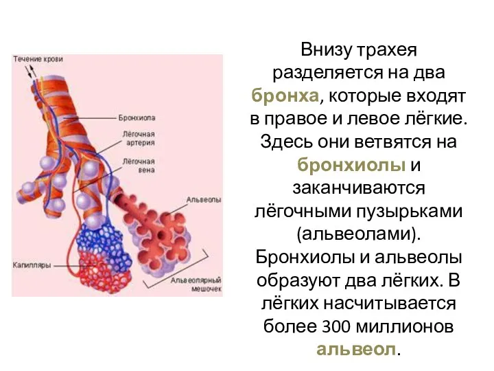 Внизу трахея разделяется на два бронха, которые входят в правое