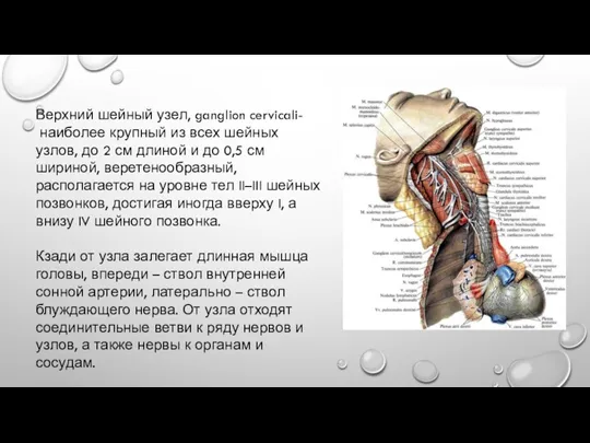 Верхний шейный узел, ganglion cervicali- наиболее крупный из всех шейных