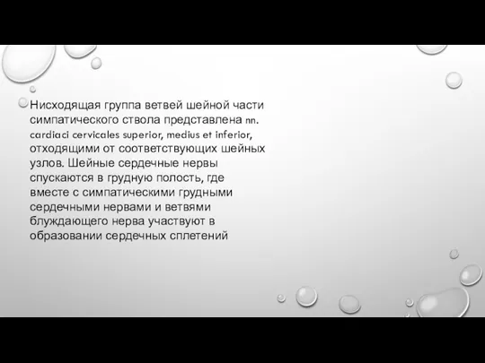 Нисходящая группа ветвей шейной части симпатического ствола представлена nn. cardiaci