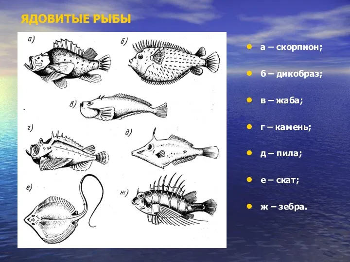 ЯДОВИТЫЕ РЫБЫ а – скорпион; б – дикобраз; в –