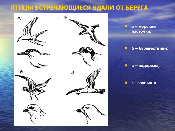 ПТИЦЫ ВСТРЕЧАЮЩИЕСЯ ВДАЛИ ОТ БЕРЕГА а – морские ласточки; б