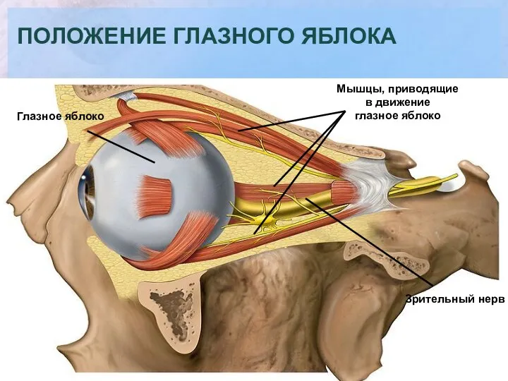 Глазное яблоко ПОЛОЖЕНИЕ ГЛАЗНОГО ЯБЛОКА Мышцы, приводящие в движение глазное яблоко Зрительный нерв