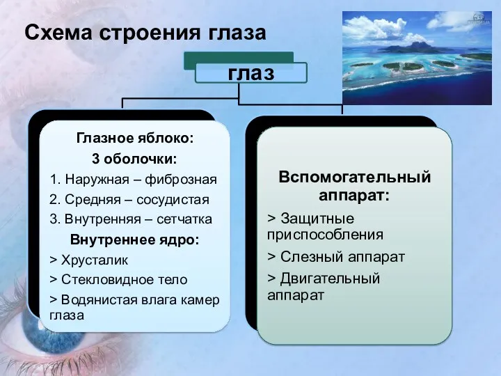 Схема строения глаза