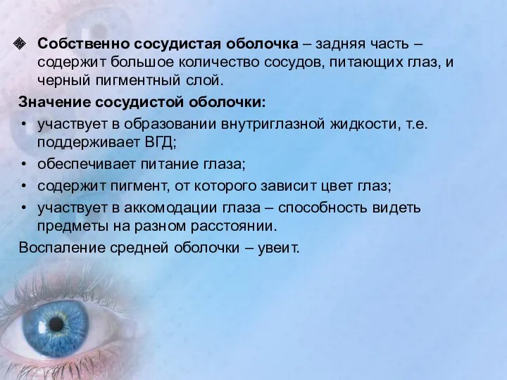 Собственно сосудистая оболочка – задняя часть – содержит большое количество