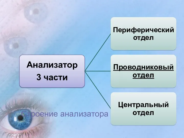 Строение анализатора