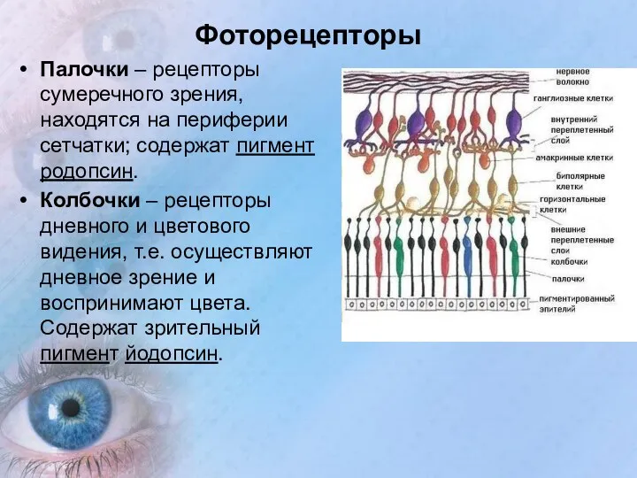 Фоторецепторы Палочки – рецепторы сумеречного зрения, находятся на периферии сетчатки;