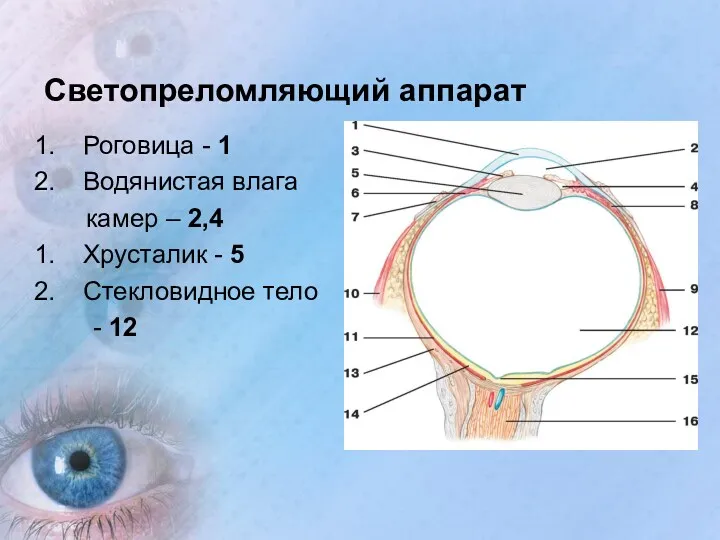 Светопреломляющий аппарат Роговица - 1 Водянистая влага камер – 2,4