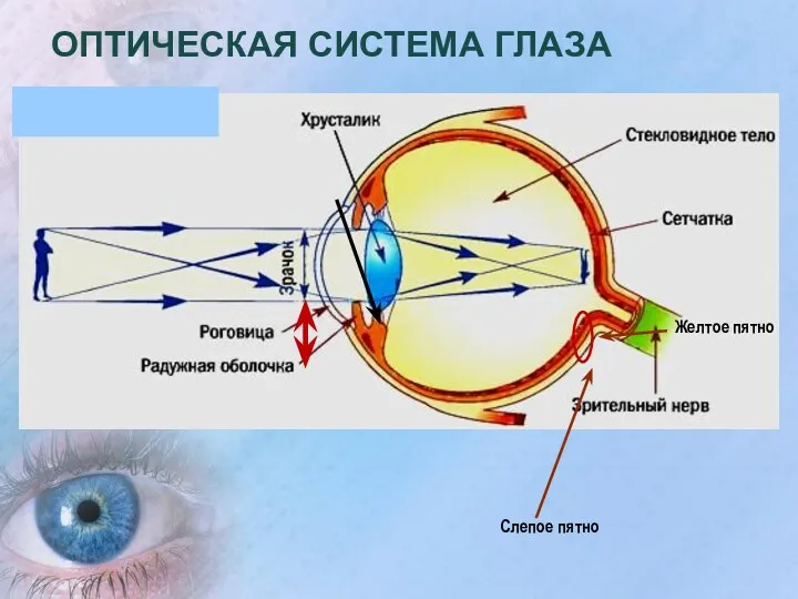 ОПТИЧЕСКАЯ СИСТЕМА ГЛАЗА Желтое пятно Слепое пятно