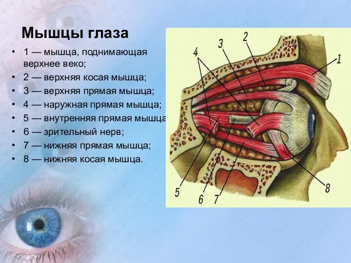 Мышцы глаза 1 — мышца, поднимающая верхнее веко; 2 —