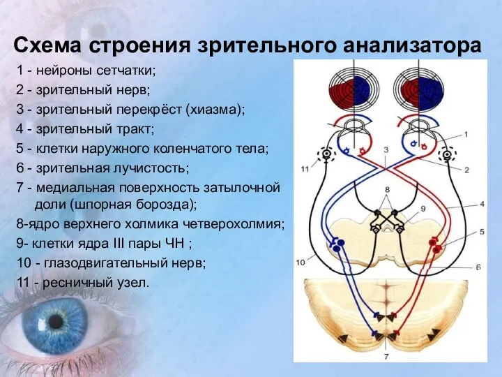 Схема строения зрительного анализатора 1 - нейроны сетчатки; 2 -