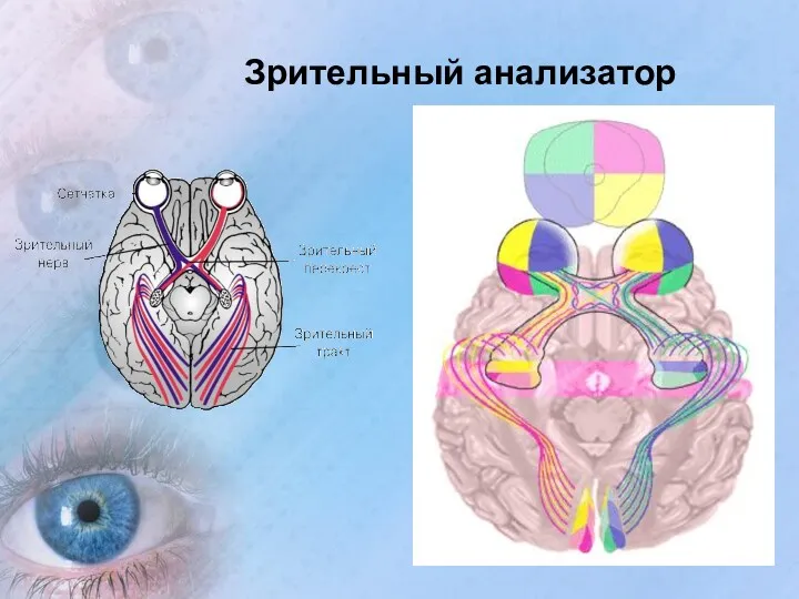 Зрительный анализатор