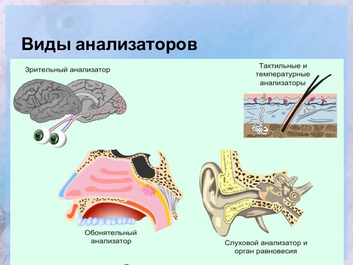 Виды анализаторов