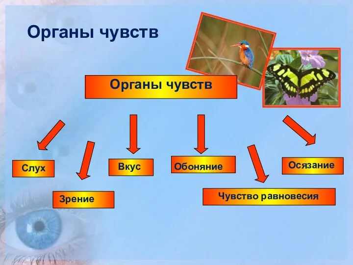 Органы чувств Органы чувств Слух Вкус Зрение Обоняние Осязание Чувство равновесия