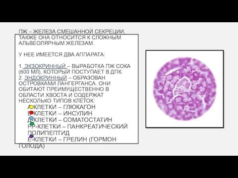 ПЖ – ЖЕЛЕЗА СМЕШАННОЙ СЕКРЕЦИИ, ТАКЖЕ ОНА ОТНОСИТСЯ К СЛОЖНЫМ