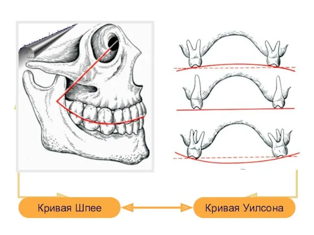 Кривая Уилсона Кривая Шпее