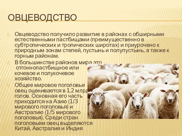 ОВЦЕВОДСТВО Овцеводство получило развитие в районах с обширными естественными пастбищами