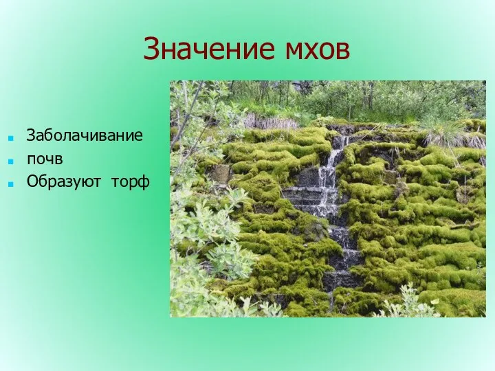 Значение мхов Заболачивание почв Образуют торф