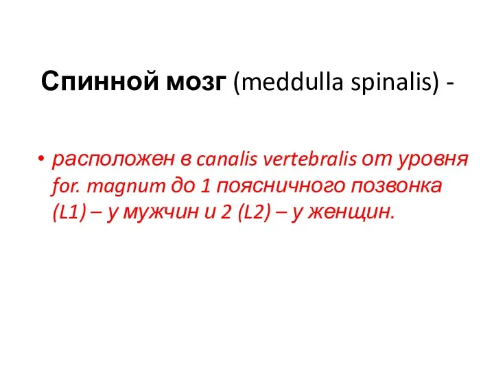 Спинной мозг (meddulla spinalis) - расположен в canalis vertebralis от уровня for. magnum